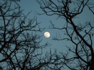 Pech-Sternzeichen am Wochenende Mond am blauen Himmel mit kahlen Bäumen