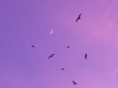 Sichelmond an lila Abendhimmel