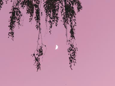 Rosa Himmel mit Mond
