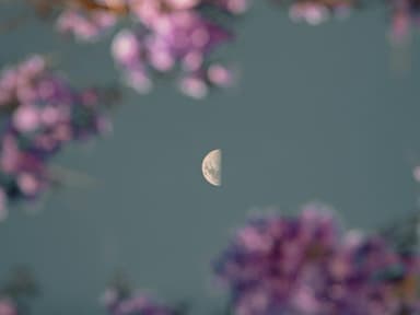Mond hinter Ästen mit Blüten