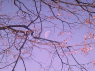 Halbmond scheint durch Zweige