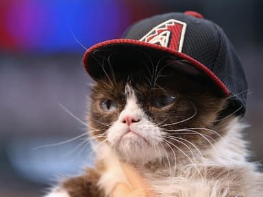 Cats of Instagram