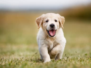 Tierfreundschaft Hunde Geparde