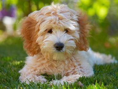 Labradoodle