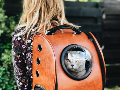 katzen-einsamkeit