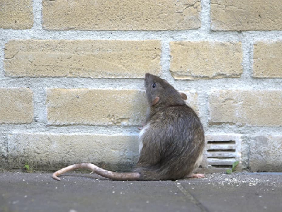 Können Ratten und Schlangen über die Kanalisation ins Klo gelangen?
