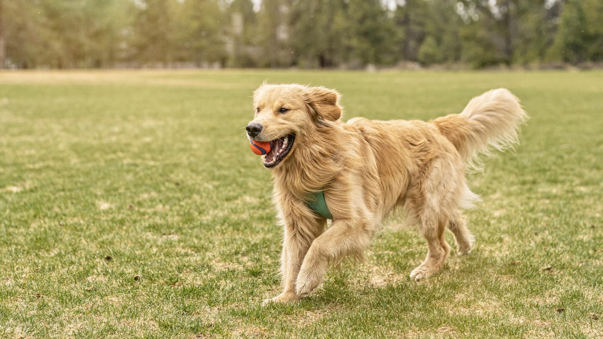 Dein Vierbeiner, Dein Abenteuer: Entdecke die Welt mit Garmin für Hunde!