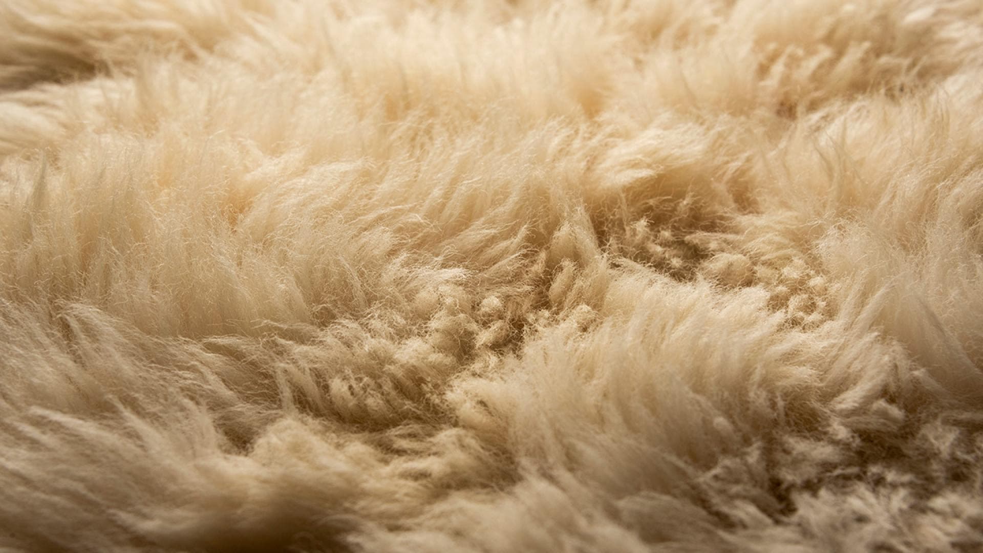 Schaffell waschen: Die wichtigsten Tipps bei der Reinigung