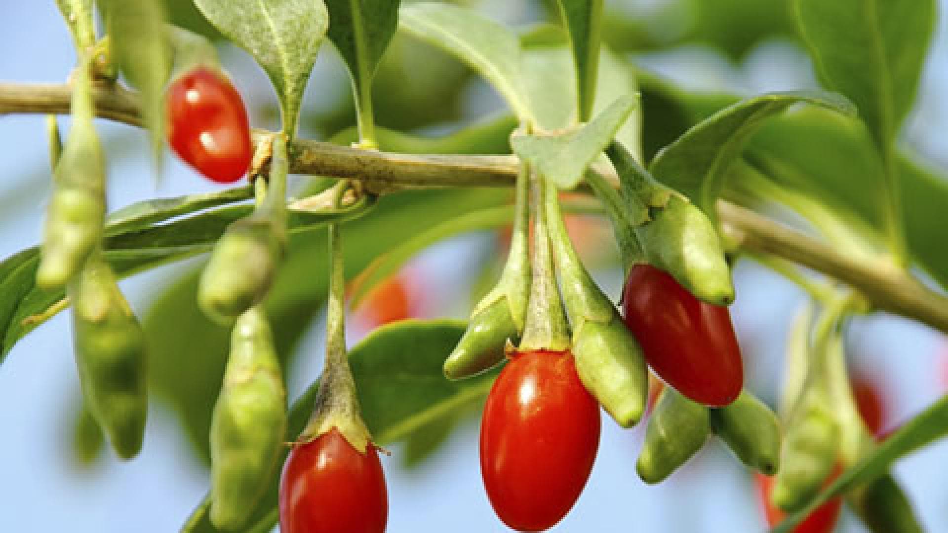 Goji Beere - Die Wunderbeere aus Asien