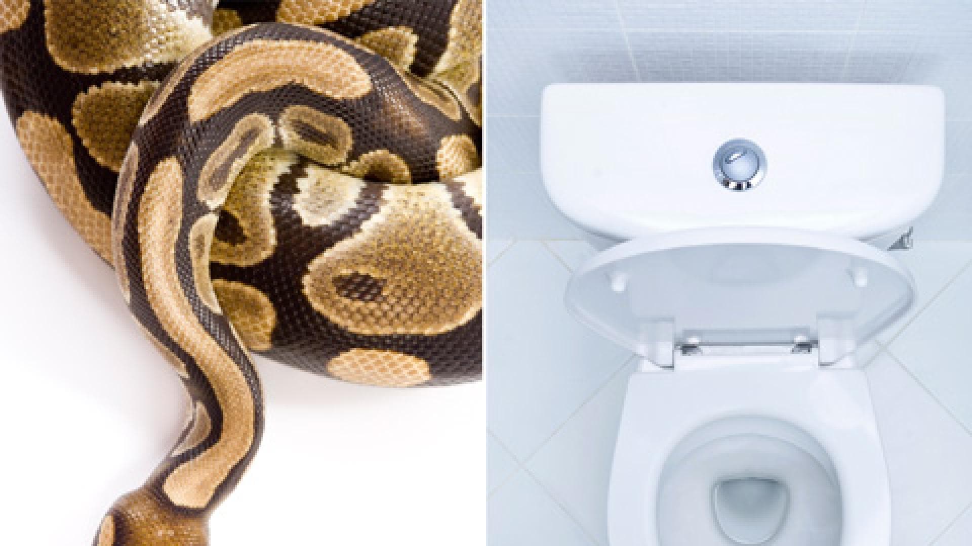 Können Ratten und Schlangen über die Kanalisation ins Klo gelangen?